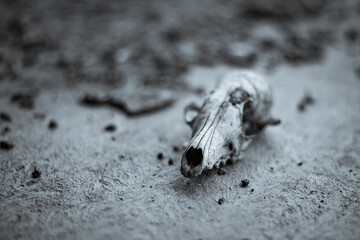 Old dog's skull whited with rains lie on cement. Terrible still life scene
