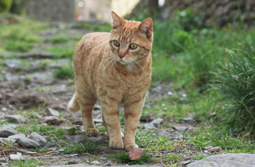 Portrait of a street ginger cat, against a blurred green nature background 