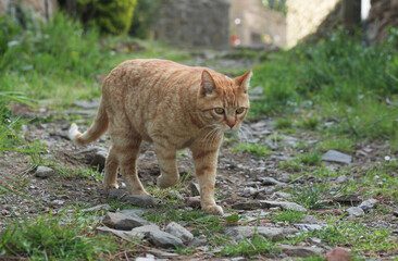 Portrait of a street ginger cat, against a blurred green nature background 