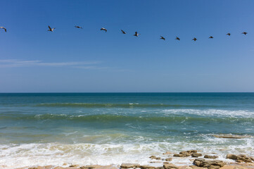 Fototapeta na wymiar Brown Pelicans flying in a line against a bright blue sky and over the rocky shoreline of Flagler Beach, Florida, USA.