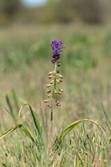 Muscari comosum  (muscari comosum)