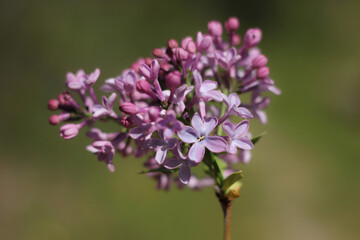Isolated branch of lilac, on a blurred green light background 