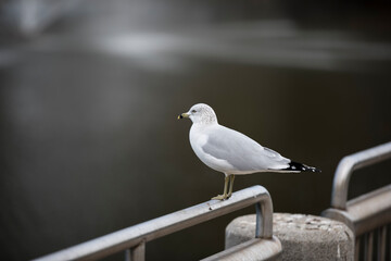 Shallow depth of field portrait of Ring-billed Gull, (Larus delawarensis), standing on a railing over water while wintering in Port Orange, Florida.