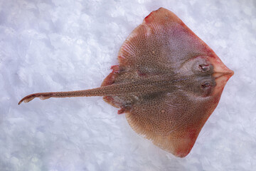 Whole fresh skate in ice at a fishmonger's