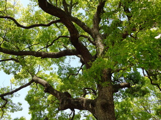 自然や新緑のイメージにお使いください。