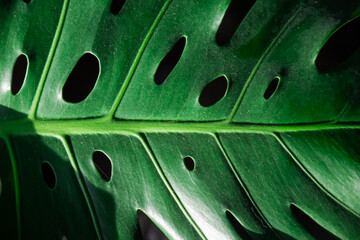 Fototapeta na wymiar Image of monstera leaf covered in dust. Closeup picture leaf details monstera holes.