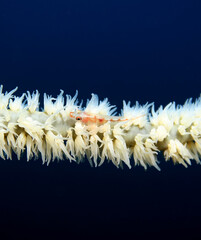 Obraz premium A Whip coral Goby on a white Whip coral Cebu Philippines