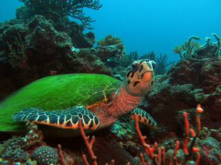 A Hawksbill turtle resting on corals Boracay Philippines