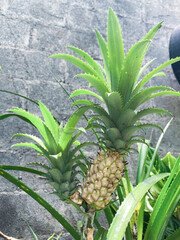 Obraz premium Piña