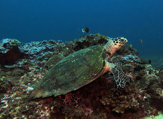 Fototapeta na wymiar A Hawksbill turtle on hard corals Boracay Island Philippines