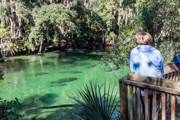 A female park visitor watching wintering Florida manatees from an observation deck at the Blue...