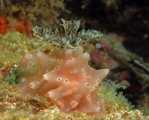 A Halgerda Batangas nudibranch Boracay Philippines 