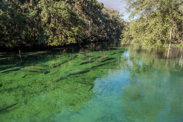 Herd of wild Florida manatee warming themselves in January at the Blue Springs State Park, Florida, USA.