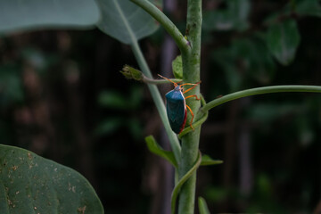 pequeño insecto verde con caparazón trepando una rama