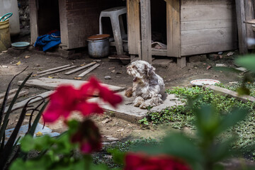 perro de raza chapi descansando y tomando el sol