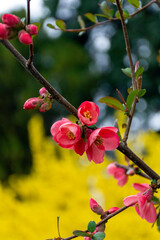 Closeup of Chaenomeles japonica or quince blooming in spring with yellow forsythia in the...