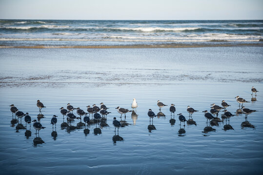 One White Ring-billed Gull Standing In The Center Of A Flock Of Dark Grey Laughing Gulls On The Shore Of The Atlantic Ocean, Florida, USA.