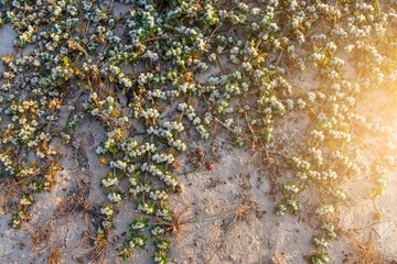 Khakiweed, Washerwoman, Sessile joyweed or Smooth chaff flower (Alternanthera Paronychioides, Alternanthera caracasana) are growing and covering on the ground. With sunset