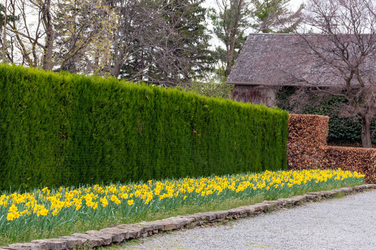 A garden bed of spring blooming narcissus or daffodils against a background of cedars, an April flowering bulb and sure sign of spring.