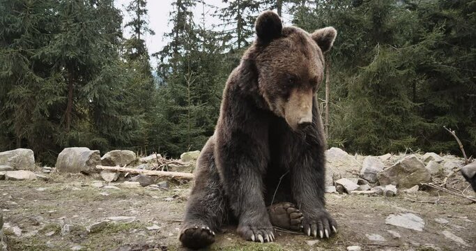 Close-up Portrait of Carpathian Brown Bear in Wild Nature. Dangerous Power fool Animals in Forest, Wildlife of Bears, Flora, and Fauna, living in wild free Habitat. Nature. Landscape. Wood.