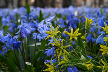 Close up of a yellow scilla sibirica flowers with purple squills in background. - obrazy, fototapety, plakaty