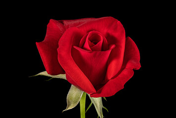 A Single Red Rose Isolated on a Black Background.