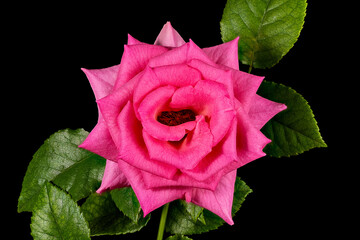 A Single Pink Rose Flower with Green Leaves Isolated on a Black Background. 