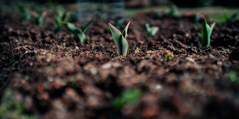 Many beautiful planting seeds are blooming in the field. Spring is shining, the sun is shining, the plants are blooming. The awakening of nature after winter. Copy space.