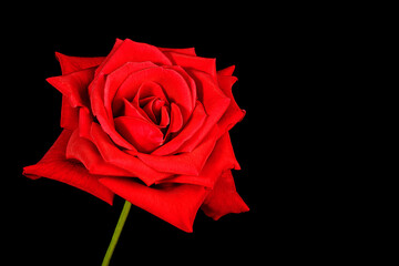 A Single Red Rose Isolated on Black Background.
