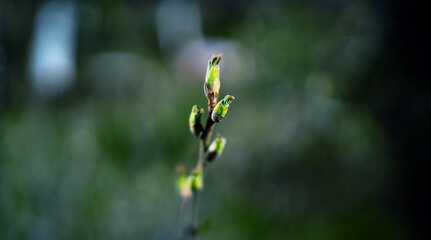 The buds of the leaves on the trees open. April spring nature wakes up after winter in the forest. Sunlight on a tree branch.