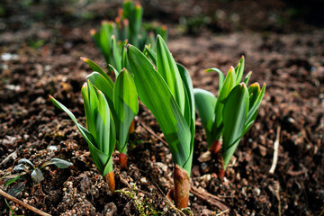 The seeds sprouted in the ground. Beautiful blooms illuminated by sunlight. Spring flowers sprout in the field. Nature wakes up after winter.Copy space, banner about nature.