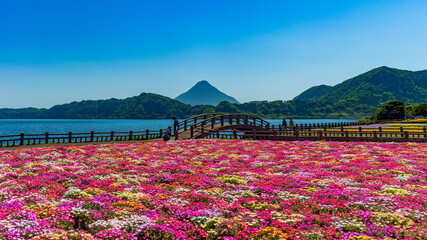 池田湖_九州最大の湖 薩摩富士 開聞岳を望み12月の菜の花をはじめ四季折々の花を楽しむことができる