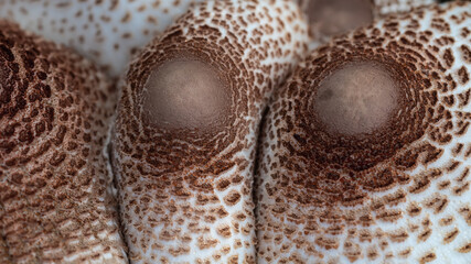 Nature Abstract: Caps of a Parasol Mushroom