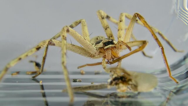 Spider cleans his paws after eating insect