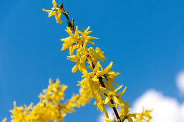 Closeup of forsythia blooming in spring.