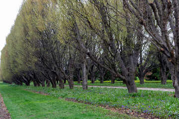 Hornbeam tree allee  in the park at the Niagara Parks school of horticulture.