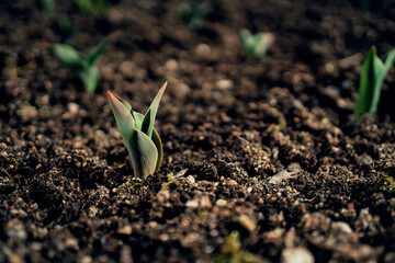The awakening of nature after winter. Many beautiful planting seeds are blooming in the field....