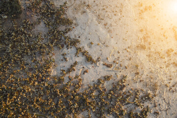 Khakiweed, Washerwoman, Sessile joyweed or Smooth chaff flower (Alternanthera Paronychioides, Alternanthera caracasana) are growing and covering on the ground