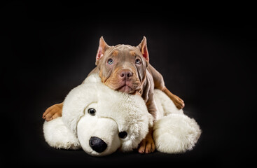 American bully breed puppy. The hunter dog defeated the victim - a polar bear (toy). Studio...