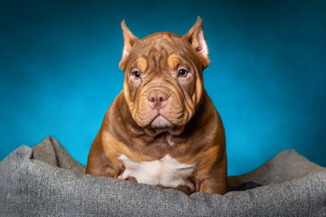 American bully breed puppy. Dog's studio portrait at blue background.