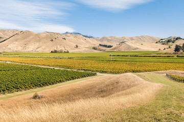 New Zealand vineyards landscape in autumn colours with blue sky and copy space