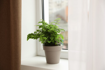 Fototapeta na wymiar Beautiful green fern in pot on white window sill