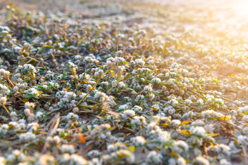 Khakiweed, Washerwoman, Sessile joyweed or Smooth chaff flower (Alternanthera Paronychioides, Alternanthera caracasana) are growing and covering on the ground