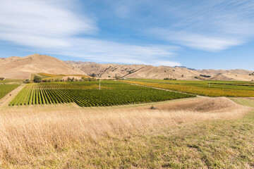 Obraz premium New Zealand landscape with vineyards and grassy hills in autumn colours 