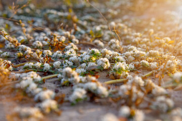 Khakiweed, Washerwoman, Sessile joyweed or Smooth chaff flower (Alternanthera Paronychioides, Alternanthera caracasana) are growing and covering on the ground