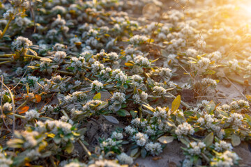 Khakiweed, Washerwoman, Sessile joyweed or Smooth chaff flower (Alternanthera Paronychioides, Alternanthera caracasana) are growing and covering on the ground