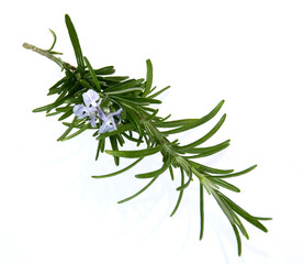 branch of rosemary isolated