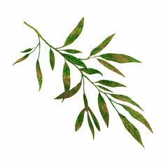 Watercolor illustration of tropical leaves. With high resolution for printing on an isolated white background, hand-drawn in digital watercolor.