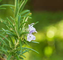 a flowering twig on a rosemary bush 