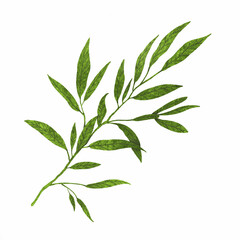 Watercolor illustration of tropical leaves. With high resolution for printing on an isolated white background, hand-drawn in digital watercolor.